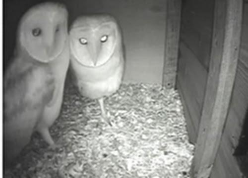 barn owls