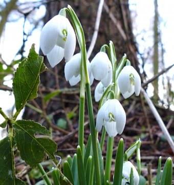 snowdrops