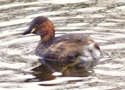 little grebe