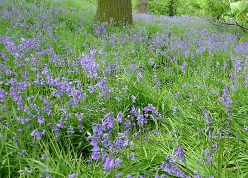 bluebells