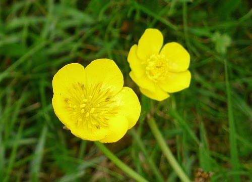 buttercups