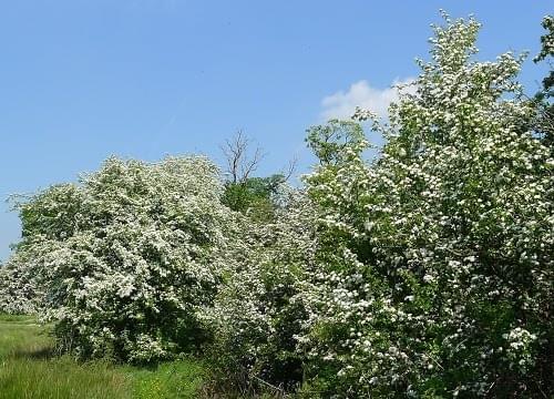 hawthorn