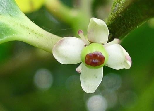 holly flower