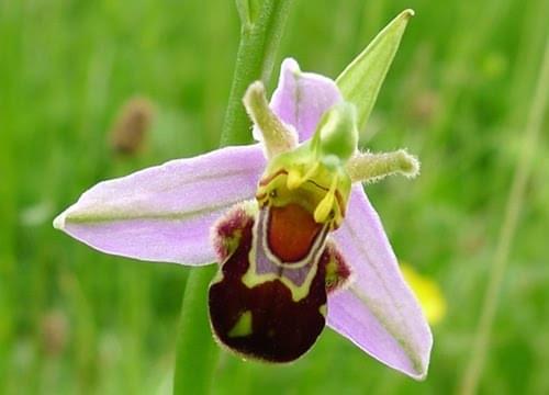 bee orchid