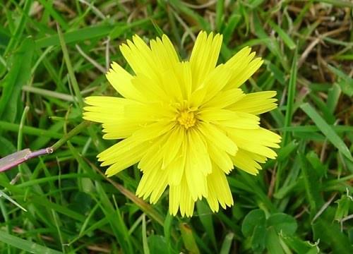 hawkbit