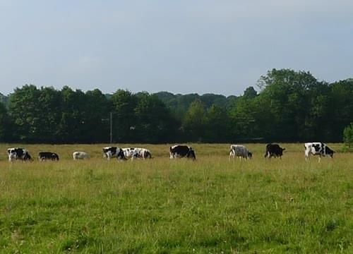 cattle grazing