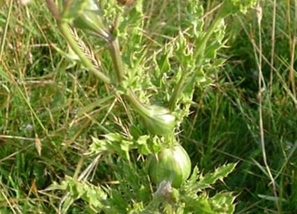 thistle gall