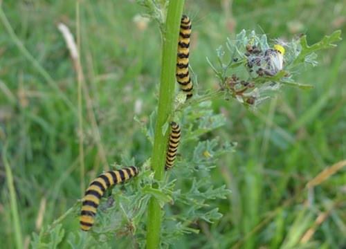 cinnabar moth larvae