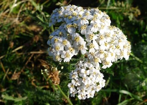 yarrow