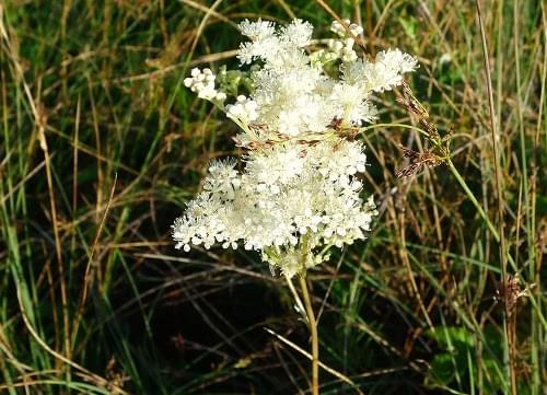 meadowsweet