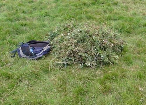 pulled thistle