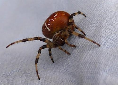orb spider