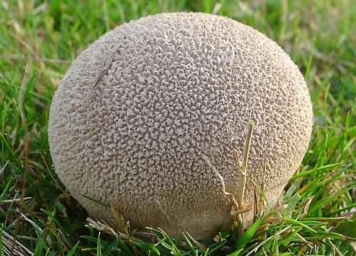 puffball