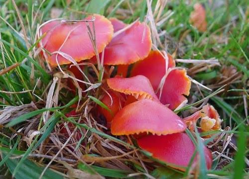 crimson waxcap