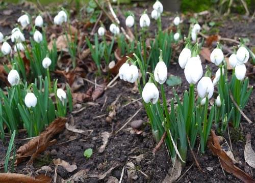 snowdrops in january