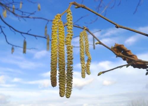 catkins