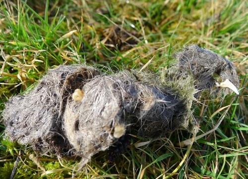 buzzard pellet