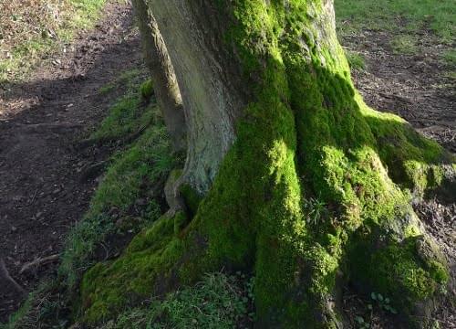 moss on ash