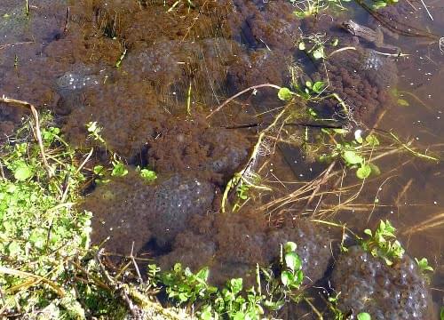 frog spawn