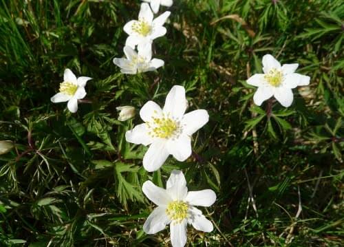 wood anemone