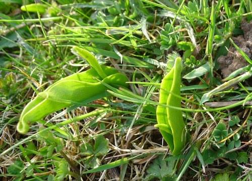 adder tongue fern