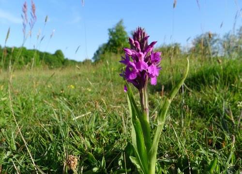 southern marsh orchid