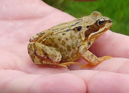 common frog