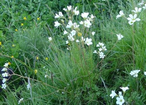 meadow saxifrage