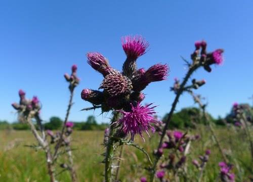 marsh thistle