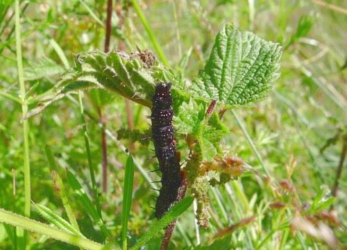 peacock caterpillar