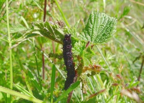 peacock caterpillar