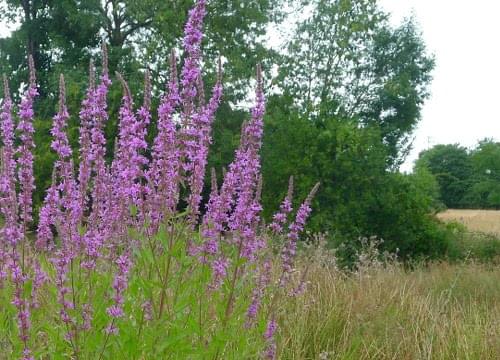 purple loosestrife