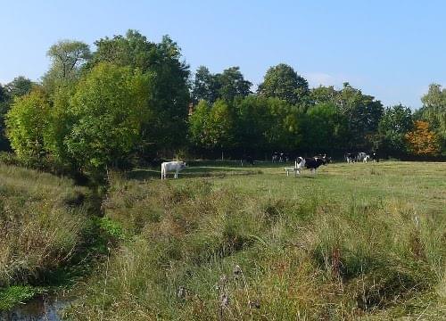 autumn cattle