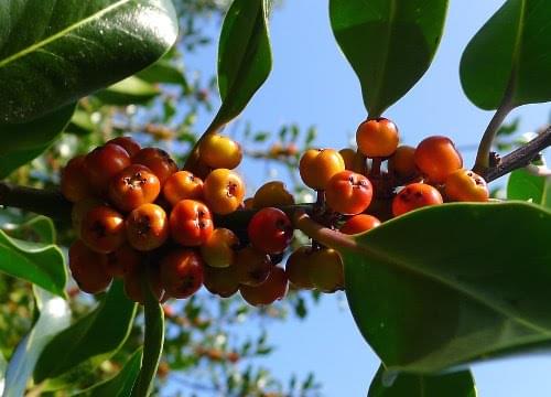 hHolly berries