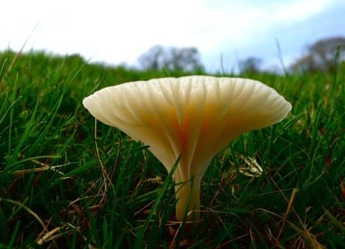 Waxcap