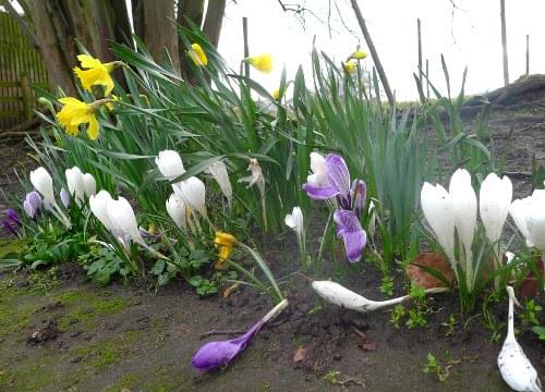 crocuses