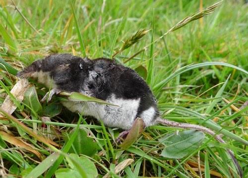 water shrew