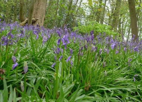 bluebells