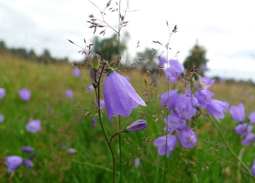 harebell