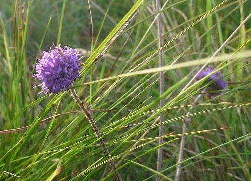 scabious