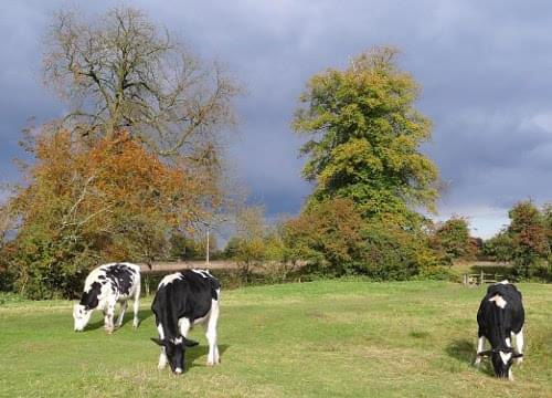 Autumn cattle