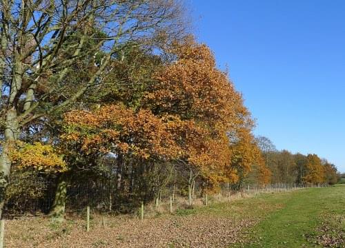 oak tree