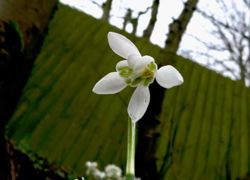 snowdrop