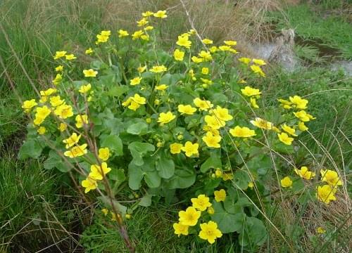 marsh marigold