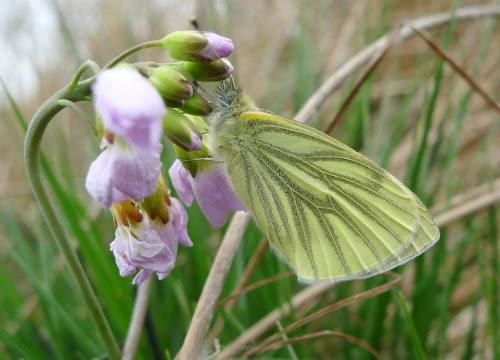 orange tip