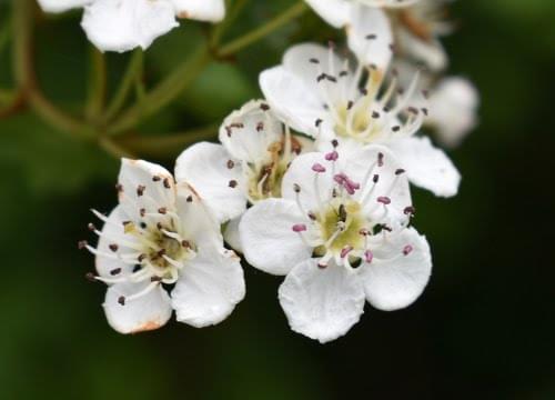 hawthorn blossom