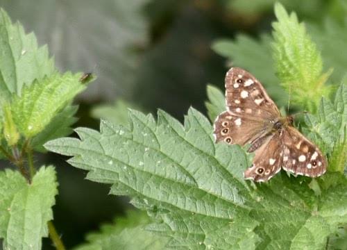 speckled wood