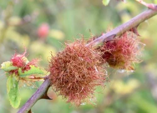 rose gall