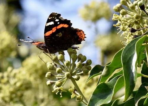 ivy flower