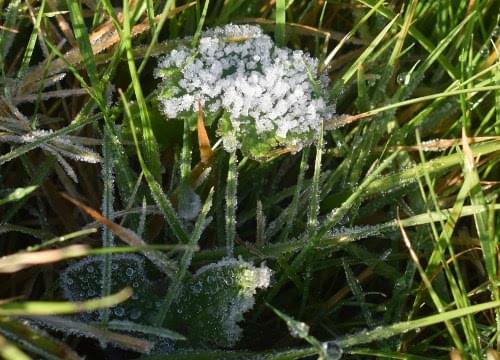 ice leaf